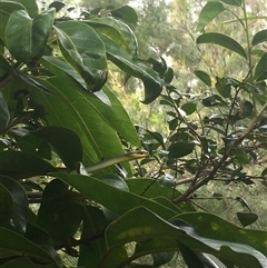 Dendrelaphis punctulatus at Mount George, NSW - suppressed