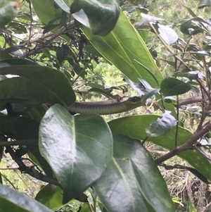 Dendrelaphis punctulatus at Mount George, NSW - suppressed