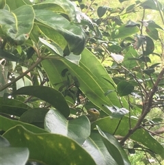 Dendrelaphis punctulatus at Mount George, NSW - suppressed