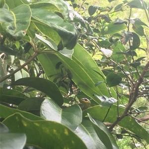Dendrelaphis punctulatus at Mount George, NSW - suppressed