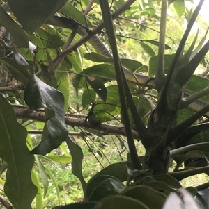 Dendrelaphis punctulatus at Mount George, NSW - suppressed