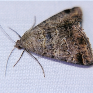 Mocis alterna (Bean Looper) at Cania, QLD - 28 Oct 2009 by PJH123