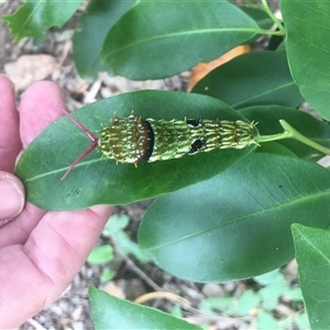 Papilio aegeus at Mount George, NSW - 18 Jan 2021 10:30 AM