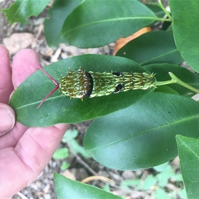 Papilio aegeus (Orchard Swallowtail, Large Citrus Butterfly) at Mount George, NSW - 18 Jan 2021 by JenniferS
