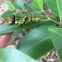 Papilio aegeus at Mount George, NSW - 18 Jan 2021 10:30 AM