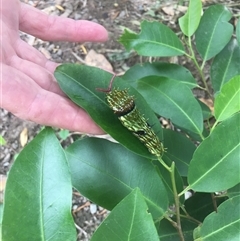 Papilio aegeus at Mount George, NSW - 18 Jan 2021 10:30 AM