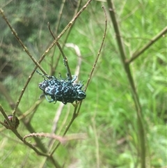 Chrysolopus spectabilis (Botany Bay Weevil) at Mount George, NSW - 26 Dec 2020 by JenniferS