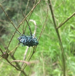 Unverified Insect by JenniferS