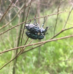 Chrysolopus spectabilis at Mount George, NSW - suppressed