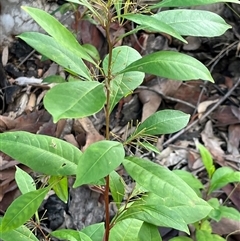 Dodonaea triquetra at Mount George, NSW - suppressed