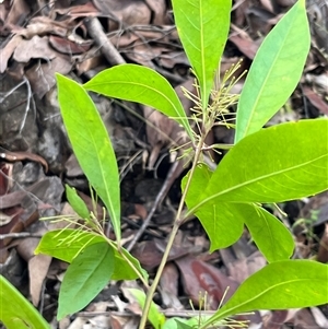 Dodonaea triquetra at Mount George, NSW - suppressed