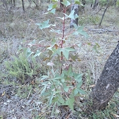 Brachychiton populneus subsp. populneus (Kurrajong) at Red Hill, ACT - 10 May 2025 by Mike