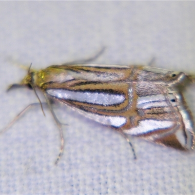Unverified Pyralid or Snout Moth (Pyralidae & Crambidae) at Cania, QLD - 28 Oct 2009 by PJH123