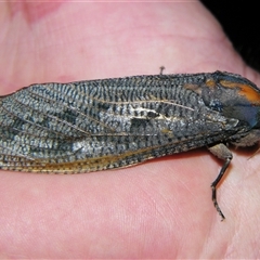 Unverified Wood moth (Cossidae) at Cania, QLD - 28 Oct 2009 by PJH123