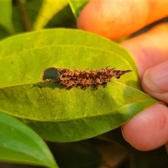 Unverified Insect at Mount Sheridan, QLD - 29 Apr 2025 by KazB