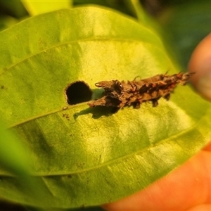 Lepidoptera unclassified IMMATURE at Mount Sheridan, QLD - 29 Apr 2025 06:44 AM