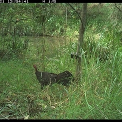 Alectura lathami (Australian Brush-turkey) at Mount George, NSW - 10 May 2025 by JenniferS