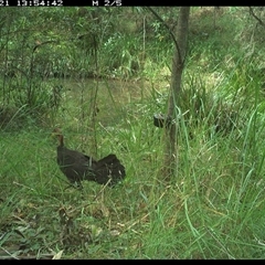Alectura lathami at Mount George, NSW - suppressed
