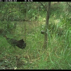 Alectura lathami at Mount George, NSW - suppressed