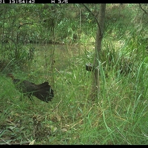 Alectura lathami at Mount George, NSW - suppressed