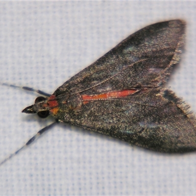 Unverified Pyralid or Snout Moth (Pyralidae & Crambidae) at Cania, QLD - 28 Oct 2009 by PJH123