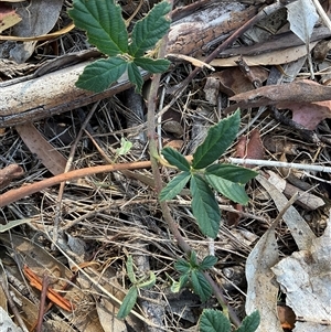 Unverified Plant at Aranda, ACT - 5 May 2025 by Jennybach