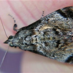 Salma pyrastis (A Pyralid moth (Epipaschiinae subfam.)) at Cania, QLD - 28 Oct 2009 by PJH123