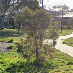 Eucalyptus melliodora (Yellow Box) at Casey, ACT - 10 May 2025 by Hejor1