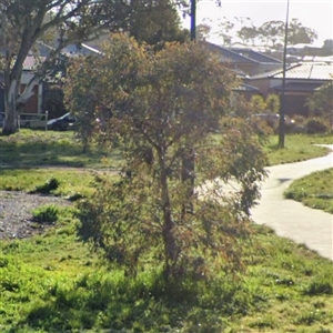 Eucalyptus globulus subsp. bicostata at Casey, ACT - Yesterday by Hejor1