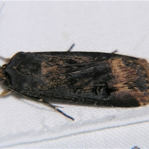 Agrotis ipsilon (Agrotis ipsilon) at Cania, QLD - 28 Oct 2009 by PJH123
