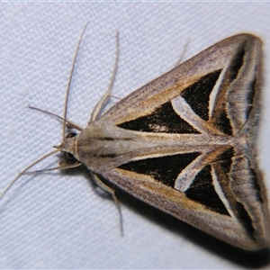 Trigonodes hyppasia (Triangle Owlet) at Cania, QLD - 28 Oct 2009 by PJH123