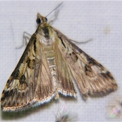 Nomophila corticalis (A Snout Moth) at Rubyvale, QLD - 29 Oct 2009 by PJH123