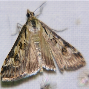 Nomophila corticalis (A Snout Moth) at Rubyvale, QLD - 29 Oct 2009 by PJH123