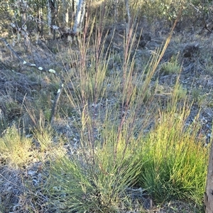 Unverified Other Shrub at Red Hill, ACT - Yesterday by Mike
