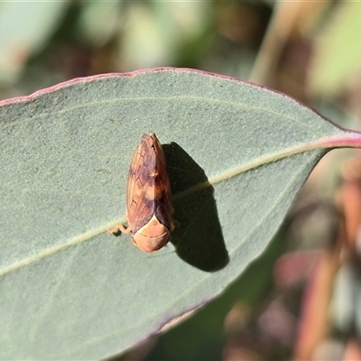 Brunotartessus fulvus at Red Hill, ACT - Yesterday by Mike