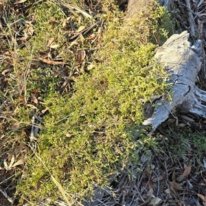 Einadia nutans subsp. nutans at Red Hill, ACT - Yesterday by Mike
