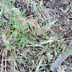 Nandina domestica (Sacred Bamboo) at Red Hill, ACT - 10 May 2025 by Mike