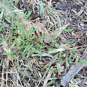 Unverified Pea at Red Hill, ACT - Yesterday by Mike