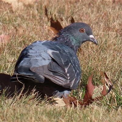 Columba livia (Rock Dove (Feral Pigeon)) at Symonston, ACT - Yesterday by RodDeb