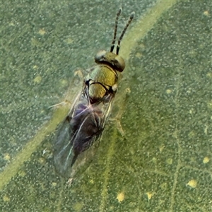 Psyllaephagus sp. (genus) at Casey, ACT - Yesterday by Hejor1