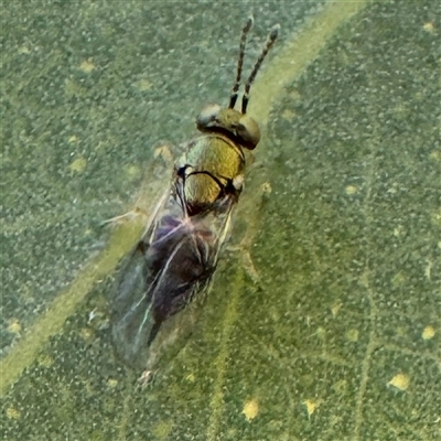 Psyllaephagus sp. (genus) at Casey, ACT - Yesterday by Hejor1