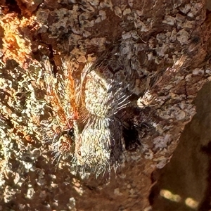 Servaea sp. (genus) at Casey, ACT - Yesterday by Hejor1