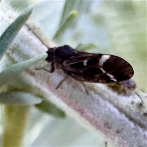 Psyllidae sp. (family) at Casey, ACT - Yesterday by Hejor1