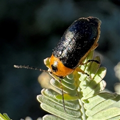 Aporocera (Aporocera) consors (A leaf beetle) at Casey, ACT - Yesterday by Hejor1