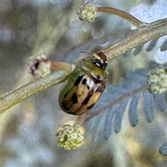 Peltoschema hamadryas (Hamadryas leaf beetle) at Casey, ACT - Yesterday by Hejor1
