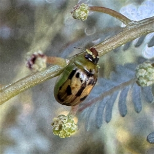 Peltoschema hamadryas (Hamadryas leaf beetle) at Casey, ACT - Yesterday by Hejor1