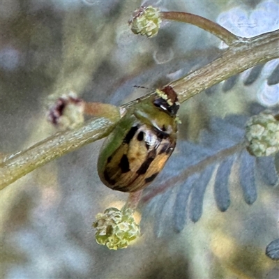Peltoschema hamadryas (Hamadryas leaf beetle) at Casey, ACT - Yesterday by Hejor1