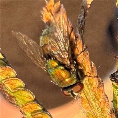 Calliphoridae (family) at Casey, ACT - Yesterday by Hejor1