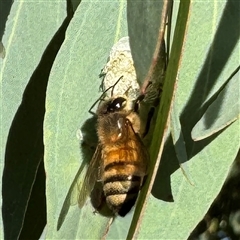 Apis mellifera at Casey, ACT - Yesterday by Hejor1