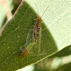 Glycaspis sp. (genus) at Casey, ACT - Yesterday by Hejor1